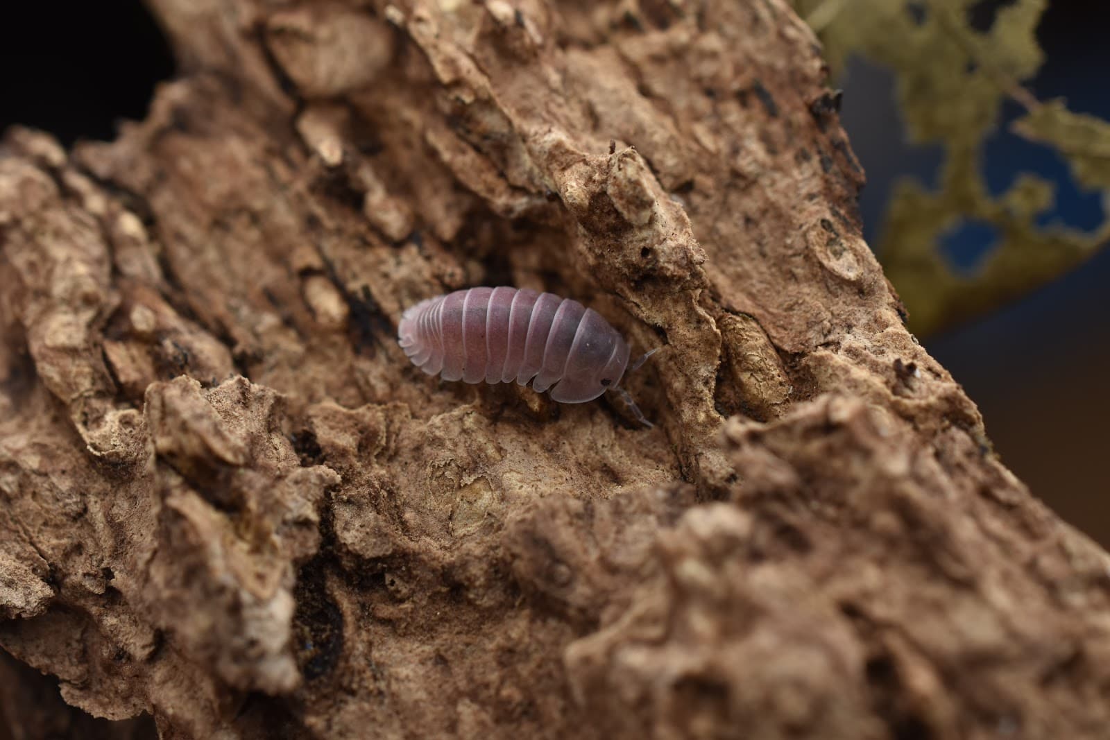Isopod specimen — MJ & J Exotics Bangkok