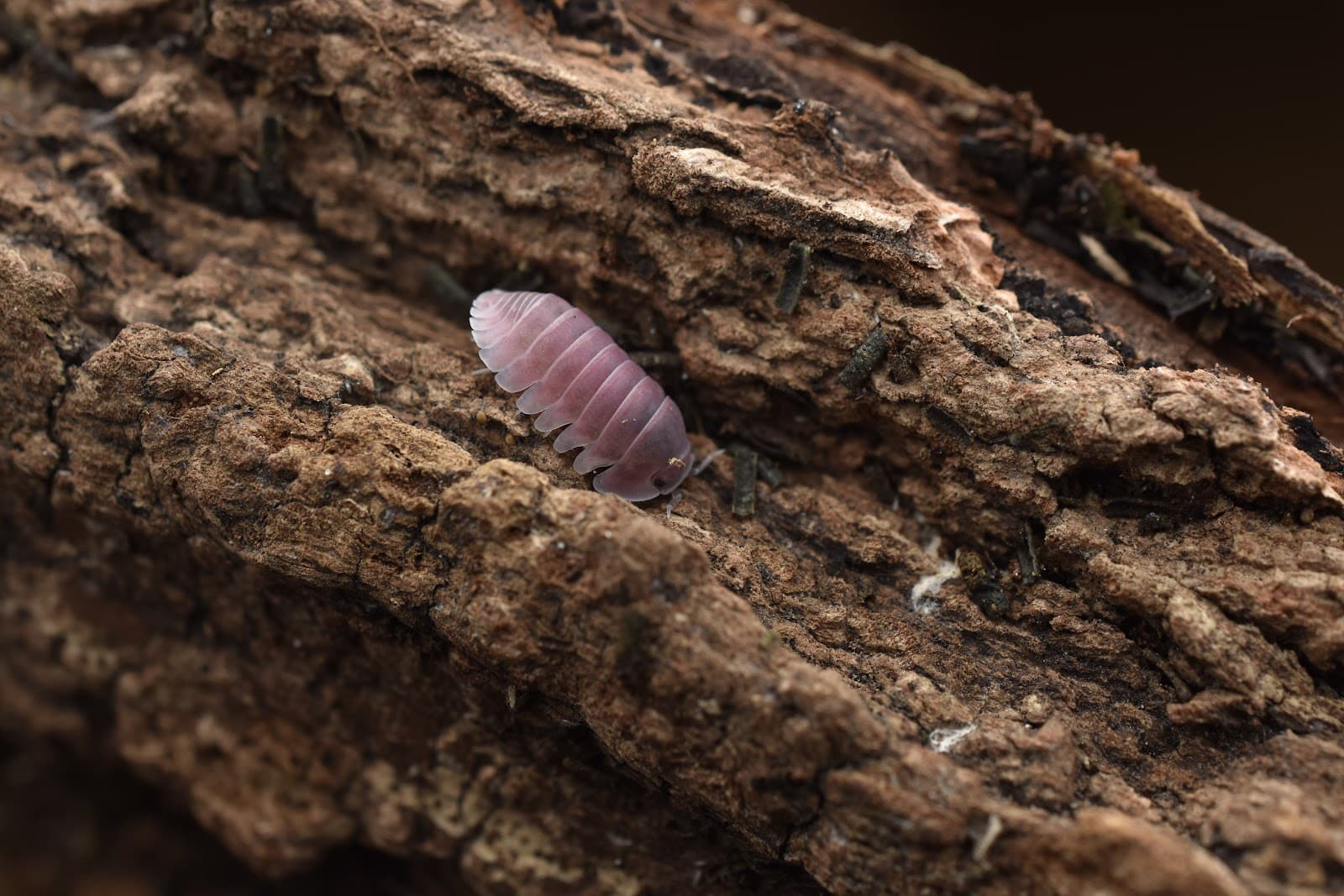 Isopods