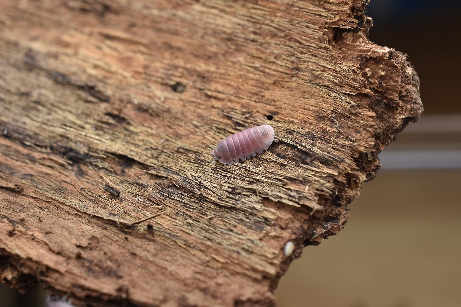 Isopod colony — MJ & J Exotics Bangkok