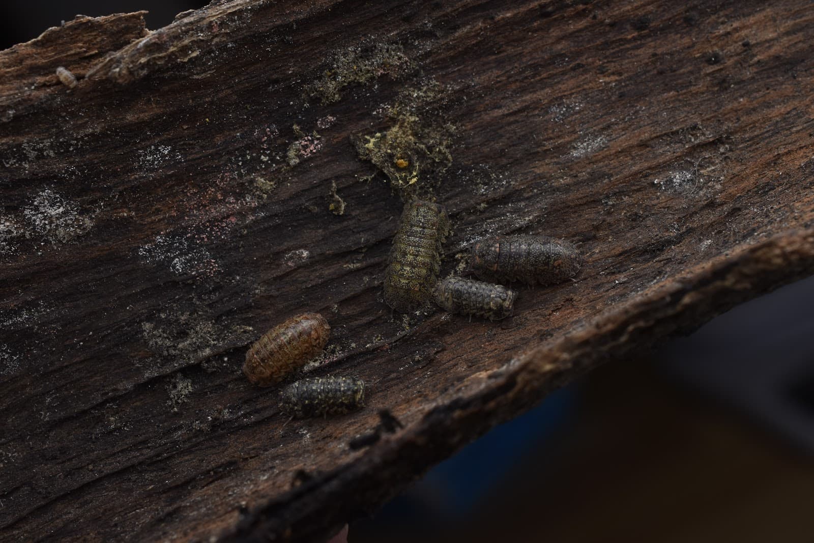 Isopod detail — MJ & J Exotics Bangkok