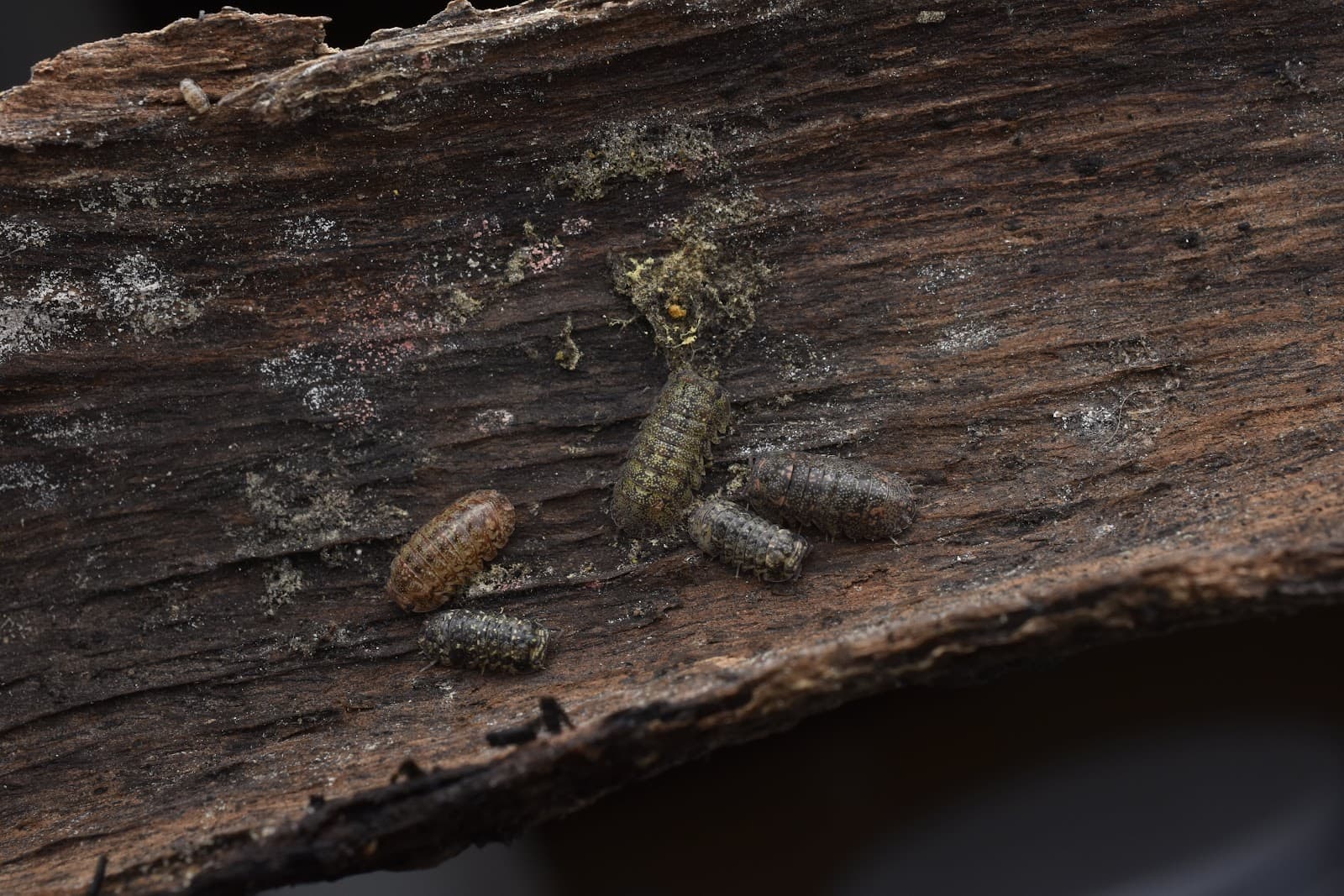 Isopod macro — MJ & J Exotics Bangkok