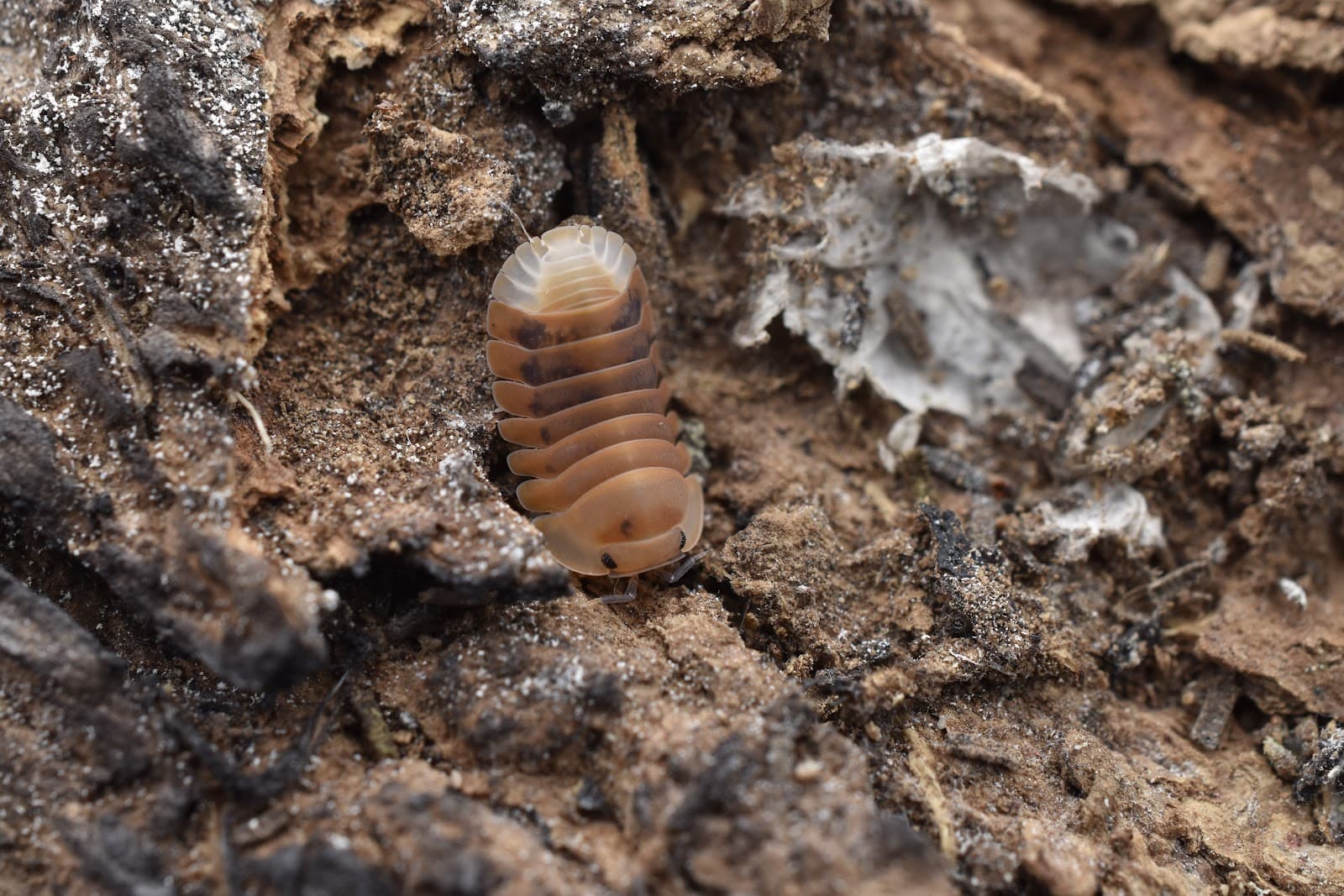 Isopod specimen — MJ & J Exotics Bangkok