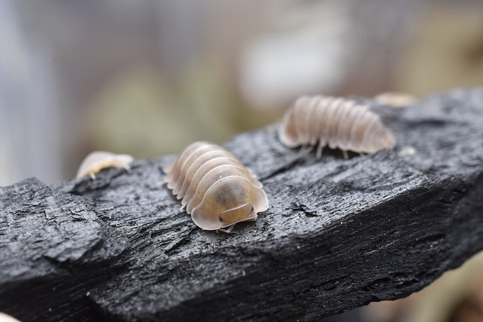 Isopod close-up — MJ & J Exotics Bangkok