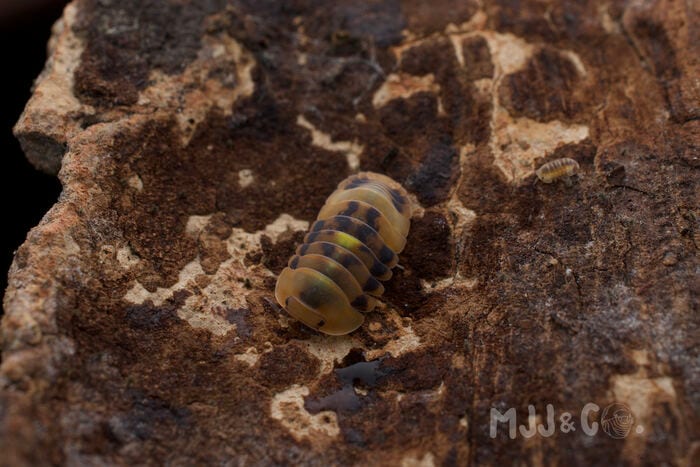 Amber Firefly (GNR) (Cubaris sp. "Amber Firefly (GNR)")