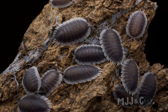 Werneri (Porcellio sp. "Werneri")